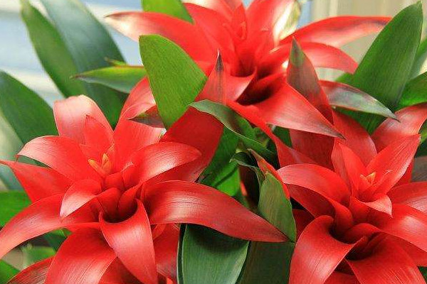 鴻運(yùn)當(dāng)頭和紅掌哪個(gè)適合家里養(yǎng)