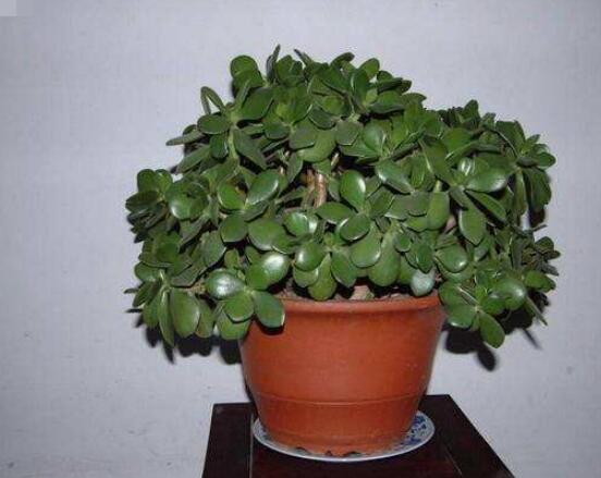 燕子掌換土后要澆水嗎，可根據(jù)具體情況來具體對待