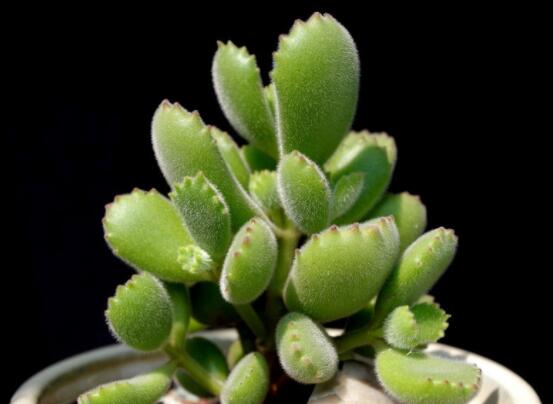 熊童子怎么養(yǎng)才能肥，主要做好四個(gè)要點(diǎn)即可