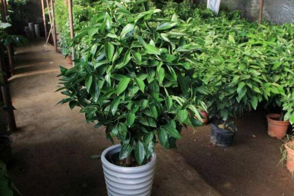 平安樹(shù)需要修剪嗎，打頂處理是修剪的第一步