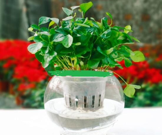 九里香的養(yǎng)殖方法水培，教你四個(gè)步驟水培爆盆