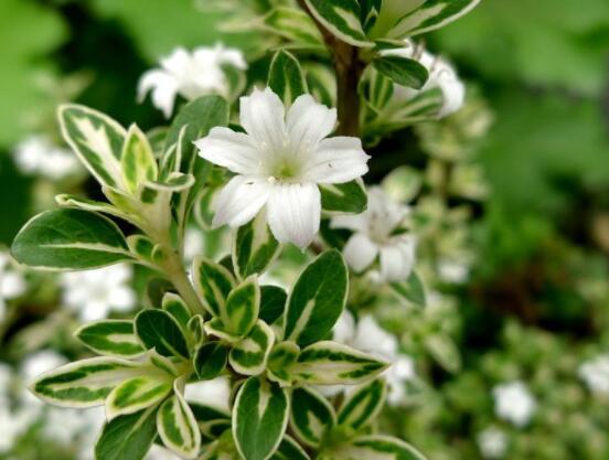 六月雪哪個(gè)品種最貴，屬金邊六月雪當(dāng)之無愧