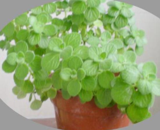 碰碰香為什么一碰就香，其原理主要為葉枕澎壓作用