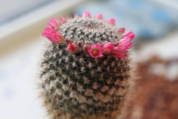 仙人球什么時(shí)候開花，每年的5月份開花（開花條件較高）