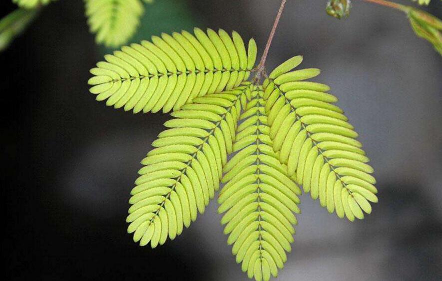 含羞草怎么養(yǎng)長的快，需要養(yǎng)殖在適合生長的環(huán)境中