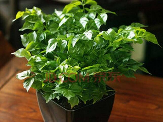 大幸福樹(shù)的修剪步驟圖，小白都能養(yǎng)活的方法技巧