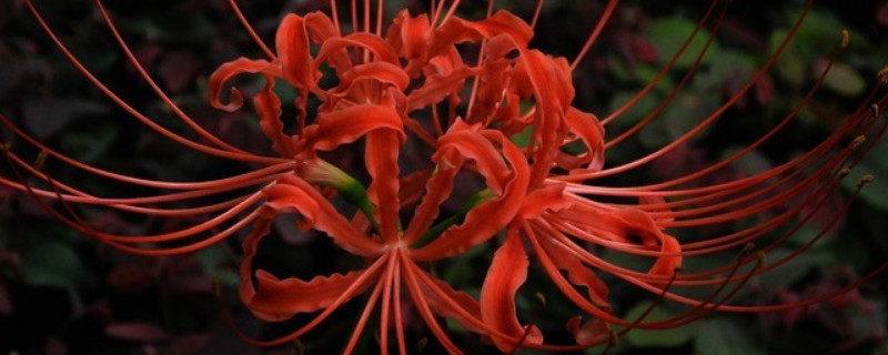 彼岸花夏天會(huì)枯萎嗎