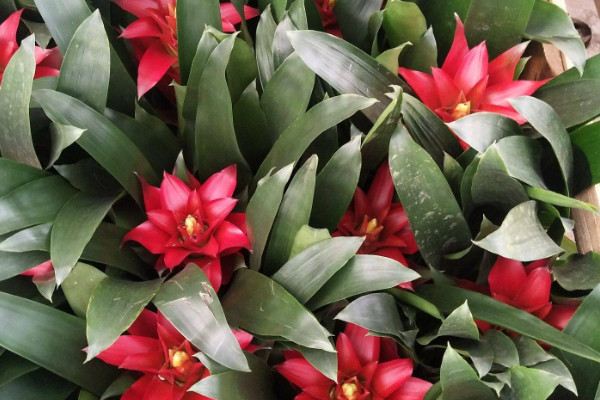 鴻運當(dāng)頭花怎么培育