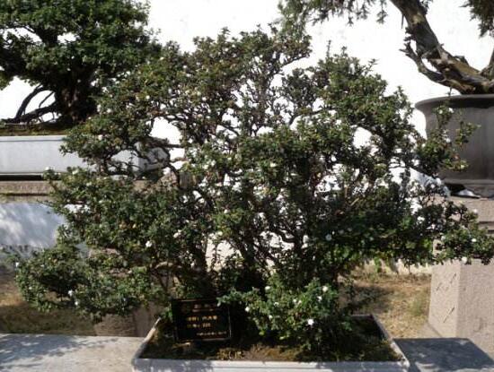 六月雪怎么變粗，做好六點基本方法生長粗壯