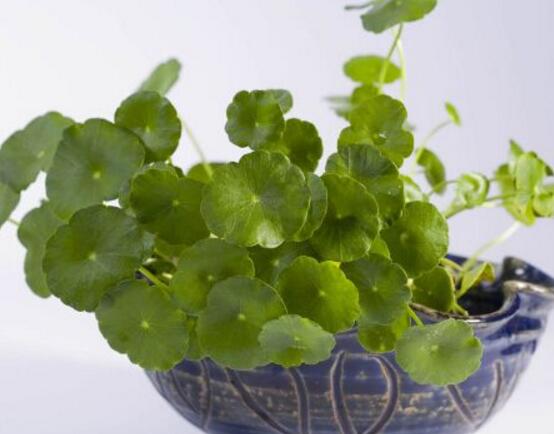 銅錢草放哪里招財(cái)，教你四個(gè)擺放最佳位置