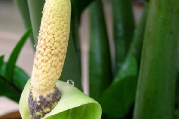 金錢(qián)樹(shù)的莖為什么起皺