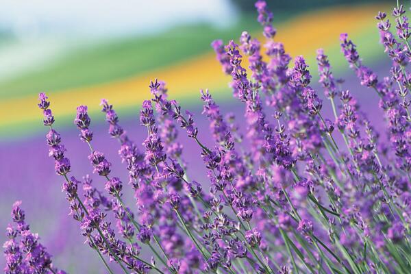 薰衣草花語圖片，薰衣草代表真愛