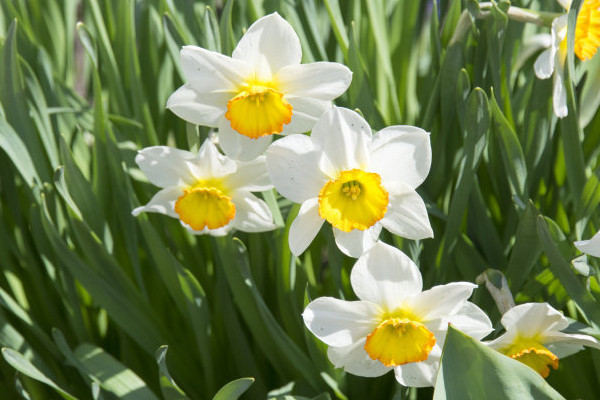 培養(yǎng)水仙花的注意事項(xiàng)