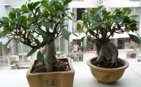 北方榕樹盆景怎么養(yǎng)，教你七種簡單易學(xué)養(yǎng)殖方法