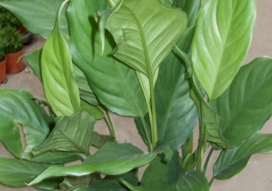 萬年青開花嗎，萬年青栽培三年開花