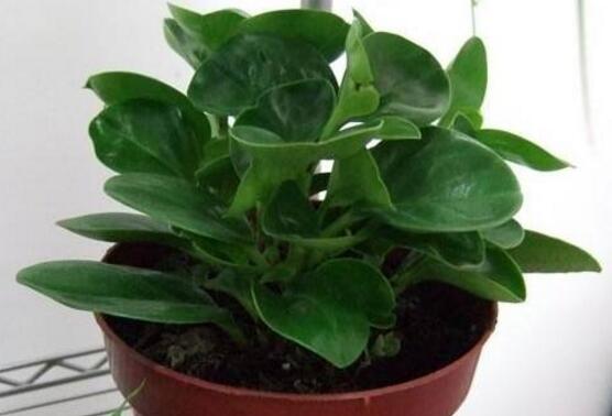 小碧玉怎么養(yǎng)，教你七種簡單易學基本方法