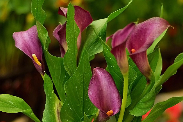 馬蹄蓮發(fā)芽后基本不長