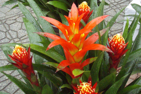 鴻運(yùn)當(dāng)頭的老株怎么辦