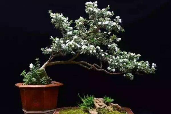 為什么六月雪不開花，以下5種原因都會導(dǎo)致它不開花