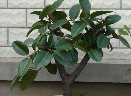 橡皮樹的葉插方法，擇基部下小嫩芽葉片/春秋季節(jié)扦插最佳