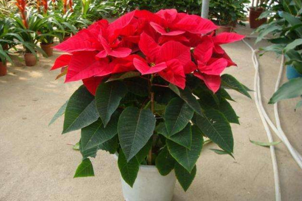 一品紅葉子下垂怎么辦，4種方法解決葉子下垂問題