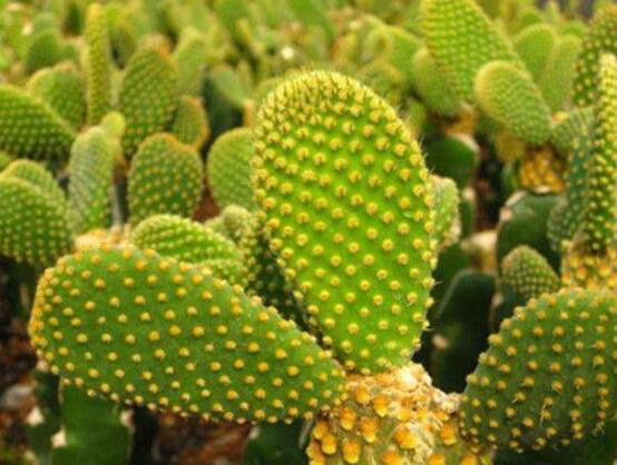 仙人掌的不同品種有哪些，欣賞最好看的六大品種