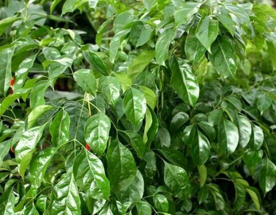 幸福樹種子怎么種，教你六大簡單步驟即可學(xué)會(huì)