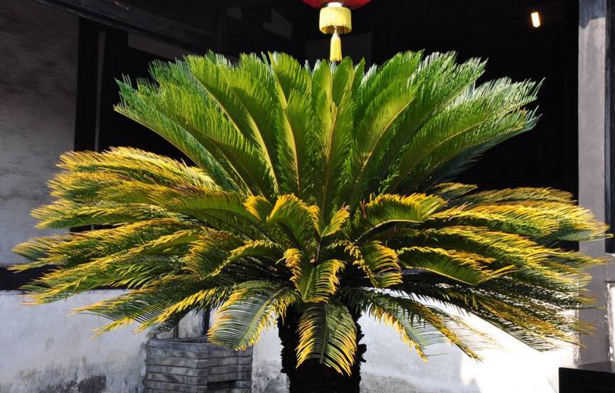 蘇鐵開(kāi)花有什么征兆，開(kāi)花之后是不會(huì)死的