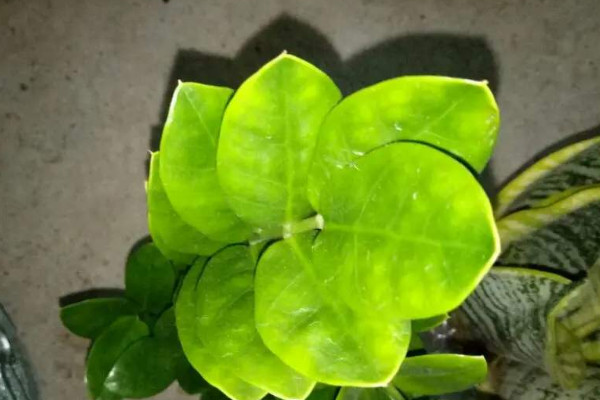 金錢樹(shù)剪枝后怎么泡根