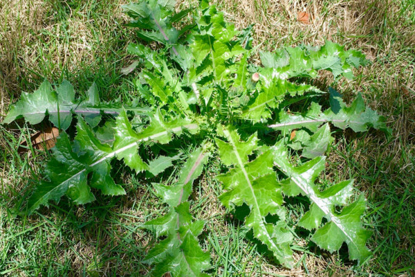 花葉滇苦菜是蒲公英嗎