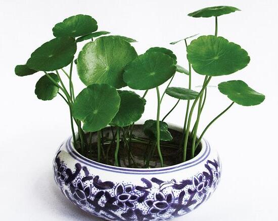 銅錢(qián)草葉子邊緣干枯，銅錢(qián)草葉子發(fā)黃怎么辦