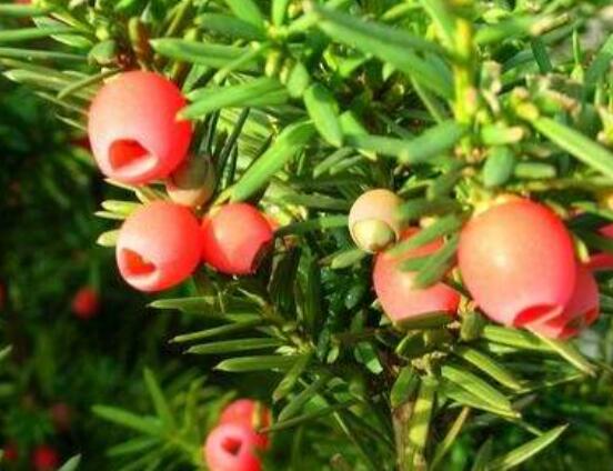 紅豆杉怎么養(yǎng)長得快，教你六種養(yǎng)殖方法生長枝繁葉茂