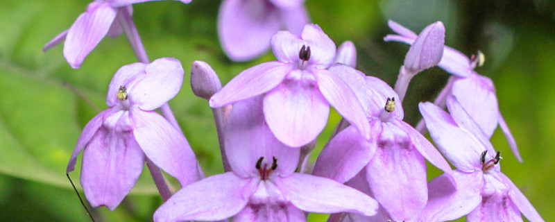 紫羅蘭冬季如何養(yǎng)護