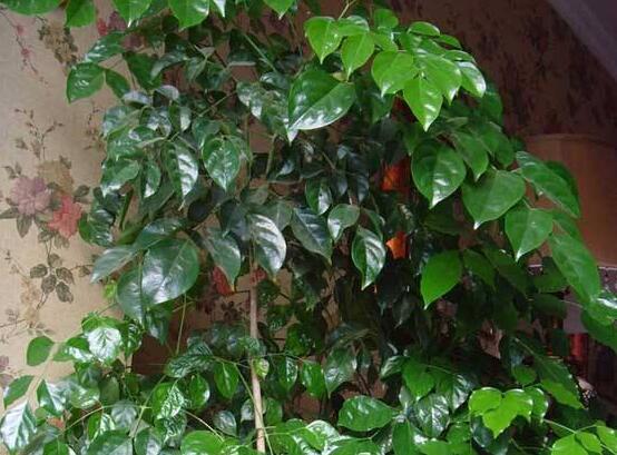 幸福樹種子怎么種，教你六大簡單步驟即可學(xué)會(huì)