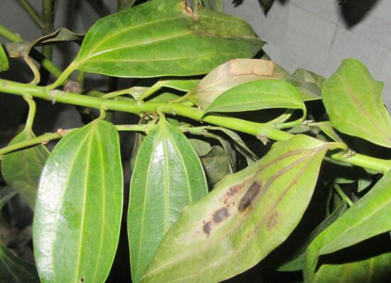 平安樹常見病蟲害有哪些，平安樹的病害防治