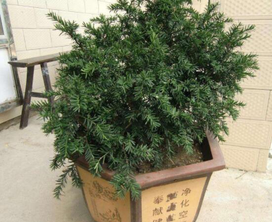 紅豆杉適合擺放在哪里，盤(pán)點(diǎn)風(fēng)水最好的五個(gè)位置