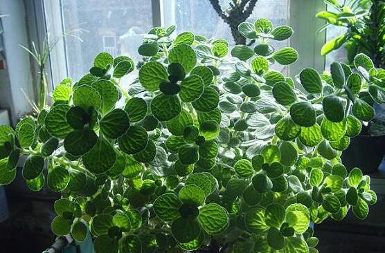 碰碰香夏天怎么養(yǎng)，做好四個要點(diǎn)便可安然度夏