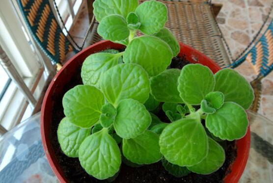 碰碰香怎么養(yǎng)茂盛，只需做好五個要點盆盆爆滿