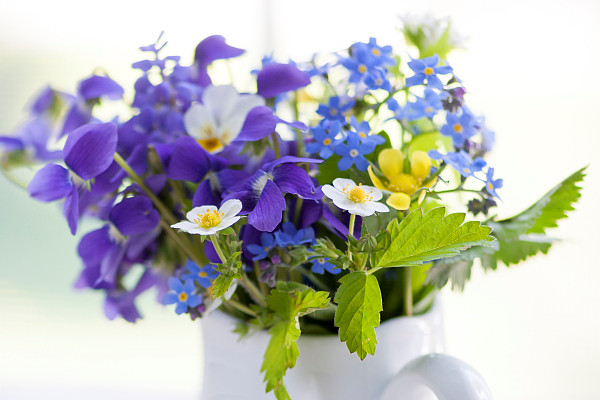 紫羅蘭徒長(zhǎng)怎么辦