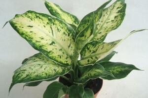 花葉萬年青有毒嗎，花葉萬年青能放室內(nèi)嗎