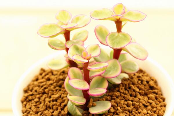 雅樂之舞花語是什么，沉默的愛、熱烈與光明