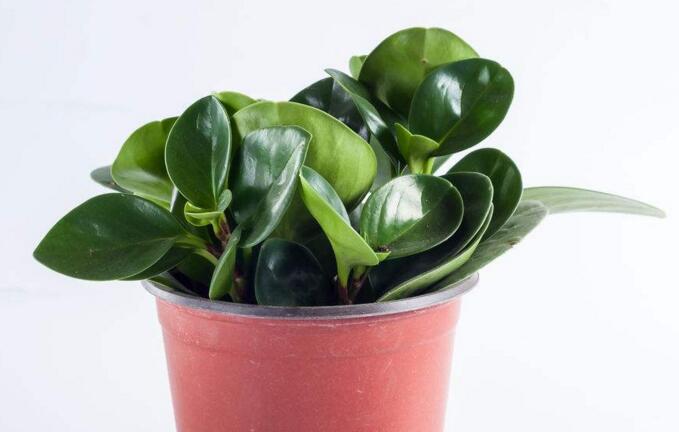 紫葉碧玉怎么養(yǎng)，土壤的選擇很關鍵