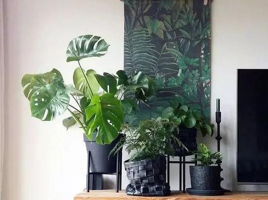 盆栽龜背竹的養(yǎng)殖方法，生長(zhǎng)所需的4個(gè)方面要點(diǎn)