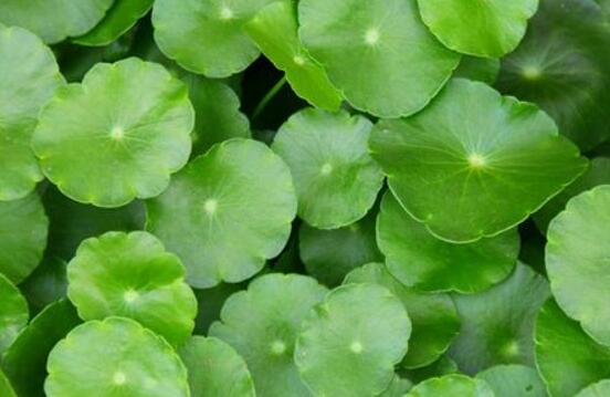 銅錢草水培變黃怎么辦，做好六大要點(diǎn)變得青翠碧綠