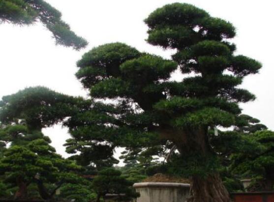 羅漢松風(fēng)水學(xué)和寓意，趨吉避兇，辟邪化煞