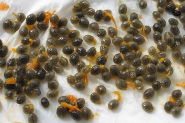 曇花種子怎么種，曇花種子的種植步驟詳解