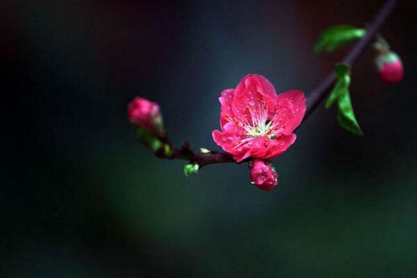 桃花有毒嗎，只有少部分人對(duì)桃花粉過(guò)敏