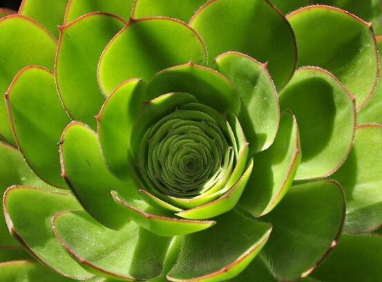 玉樹冬天怎么養(yǎng)，教你六個方法安然過冬