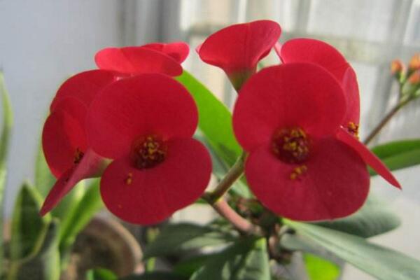 大葉虎刺梅有毒嗎，毒性與虎刺梅相同