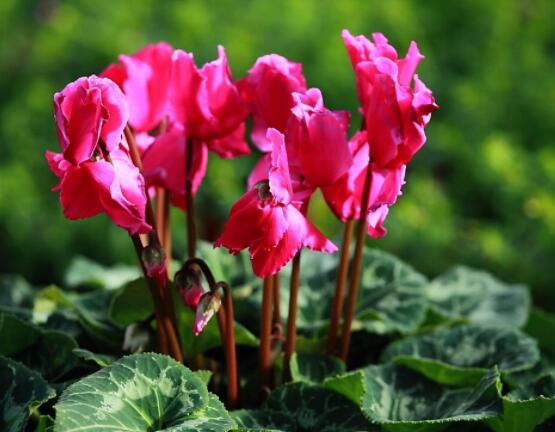 仙客來(lái)休眠多長(zhǎng)時(shí)間，不同環(huán)境不同休眠期(夏季)